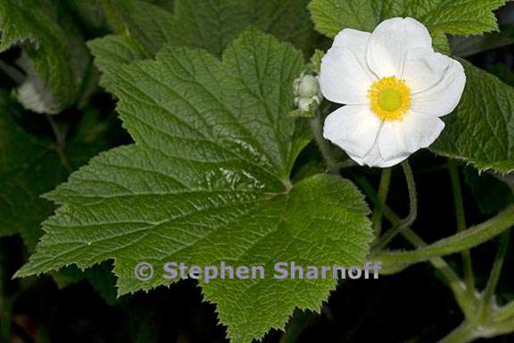 anemone vitifolia 2 graphic